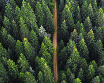 全球首見！歐盟通過反毀林法案，保護森林見曙光