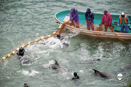 國家地理新鮮聞：日本的海豚獵殺季開始
