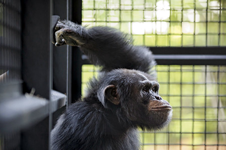 紐約時報新視界：實驗室黑猩猩退休安老
