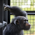 紐約時報新視界：實驗室黑猩猩退休安老