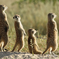 Meerkats愛無私 溫芳玲的狐獴家族