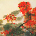 落地生根，易客為主──從藝術史回溯台灣鳳凰木身世