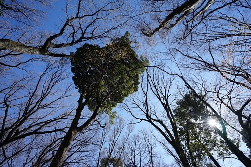 早春，東京的植物散策