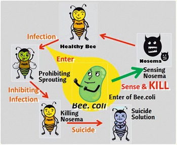 Bee. coli救蜜蜂──陽明大學勇奪世界冠軍