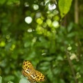蝶蝶不休的奧秘 台灣蝴蝶的多元性與保育