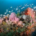 向海學習永續 守護台灣海洋生物多樣性