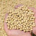 把大豆種回來 國產黃豆復耕之路