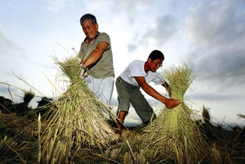 稻田裡的游牧民族──割稻人
