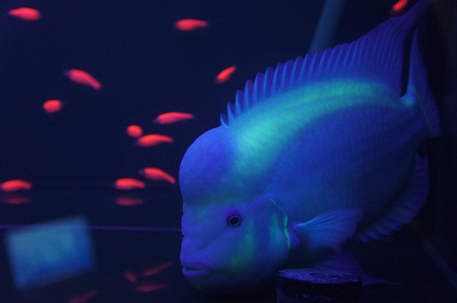 屏東芝林企業 台灣螢光魚養殖如何獨步全球