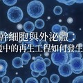間質幹細胞與外泌體： 微環境中的再生工程如何發生？