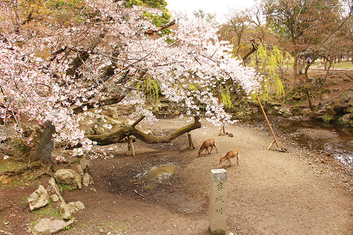 平安時代延續至今的「極樂淨土」之美 —奈良
