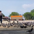 我不餵鴿!臺北市民新運動！ 賞鳥不餵鳥，保育向前行！