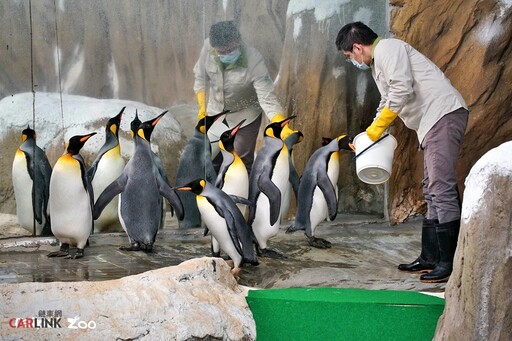 適逢臺北市立動物園110年園慶，VOLVO加入動物認養計畫，認養園內明星極圈動物國王企鵝！