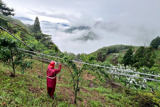 中華仙草彩繪車現身楊梅農會,產地直送拉拉山媽媽桃,14台得利卡行動直銷車加入推廣行列!