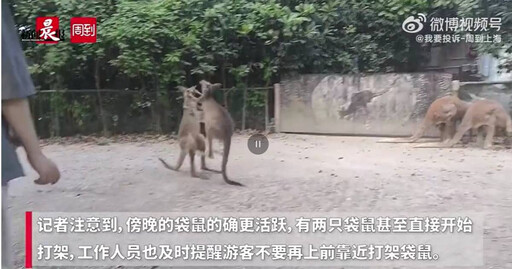 上海野生動物園「袋鼠打傷遊客」 苦主肌肉拉傷要打狂犬疫苗