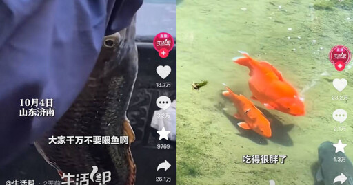 陸景區鯉魚遭遊客狂餵！ 疑似吃太多「活活撐死」