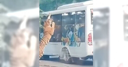 駕車遊野生動物園！老虎「壓車」遊客驚呆