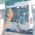 駕車遊野生動物園！老虎「壓車」遊客驚呆