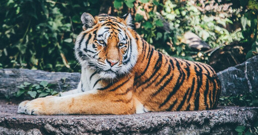 野生動物園販售「虎尿」每瓶價格曝光 園方證實很多人買：外用內服都行