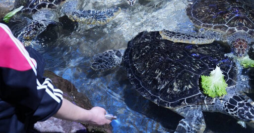 遊客逛海洋公園亂投餵食物釀禍 12隻海龜排隊照胃鏡