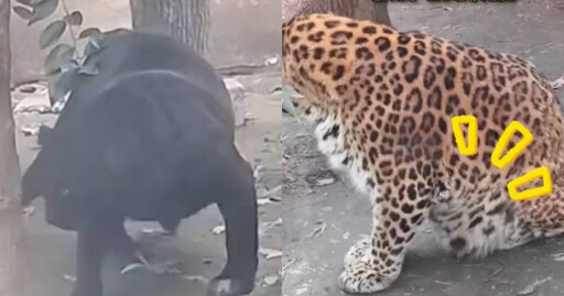 黑豹肚大到快碰地！遊客懷疑生病 動物園急澄清：餵得太好正在減肥