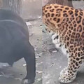 黑豹肚大到快碰地！遊客懷疑生病 動物園急澄清：餵得太好正在減肥