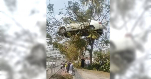 學生把車開上樹？中國駕訓班為出名「刻意擺拍」 遭官方約談懲處