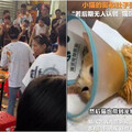 「天降貓咪」砸進火鍋！9人燙傷貓骨折賠20萬 火鍋店主出錢治貓：留下來打工還債