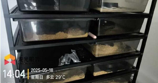 社區老是遇見蛇!廣東公寓住戶發現頭頂暗藏「養殖場」 上門見百多條蛇嚇壞