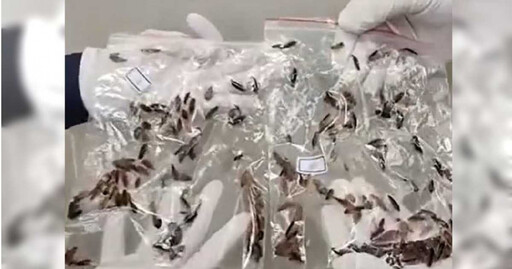 深圳海關在2漁船上捕獲逾2萬隻德國蟑螂 成功阻攔害蟲入侵口岸