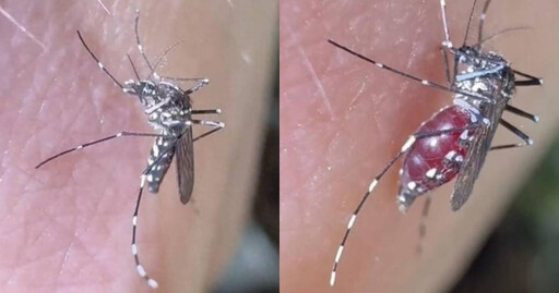 林業博士「以身飼蚊」拍片!錄下蚊子吸血完整過程 科普影片爆紅