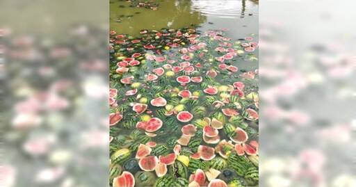 1毛錢1斤?瓜農把西瓜扔進魚塘餵魚「數萬斤瓜全爛光」 當地回應了