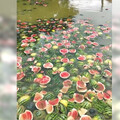 1毛錢1斤？瓜農把西瓜扔進魚塘餵魚「數萬斤瓜全爛光」 當地回應了