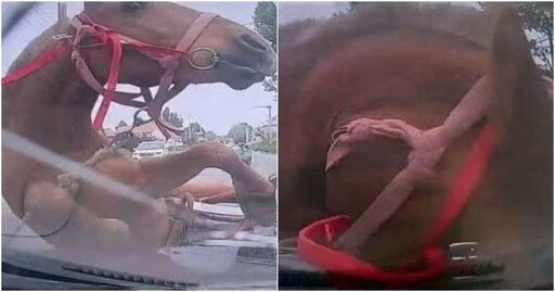 開到一半「突遭馬兒撞上」擋風玻璃全碎！ 女駕駛傻了：要修車還要賠馬