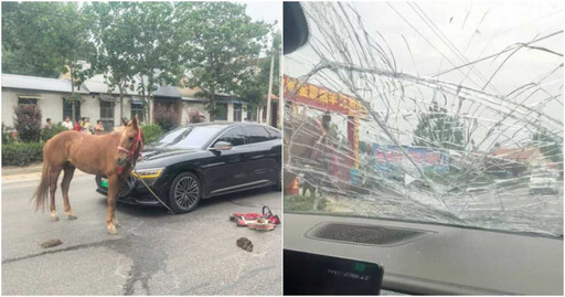 開到一半「突遭馬兒撞上」擋風玻璃全碎！ 女駕駛傻了：要修車還要賠馬