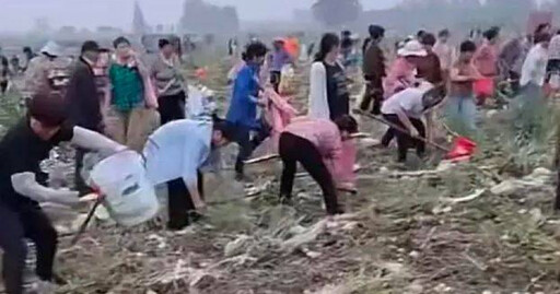 上百村民衝田地搶挖馬鈴薯!承包商崩潰:損失百萬斤 村幹部吐真相