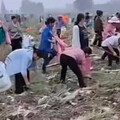 上百村民衝田地搶挖馬鈴薯！承包商崩潰：損失百萬斤 村幹部吐真相