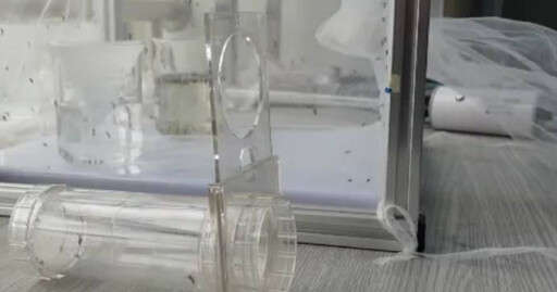 廈門職業「養蚊人」揭7年心得 蚊子活躍2時段:咬人不挑血型