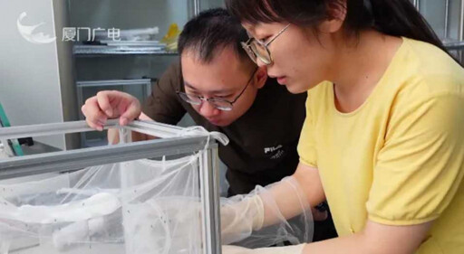 廈門職業「養蚊人」揭7年心得 蚊子活躍2時段:咬人不挑血型