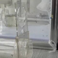 廈門職業「養蚊人」揭7年心得 蚊子活躍2時段：咬人不挑血型