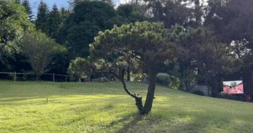 1棵破300萬!公園被檢舉採購「天價樹」 現況曝光:好幾棵已死亡