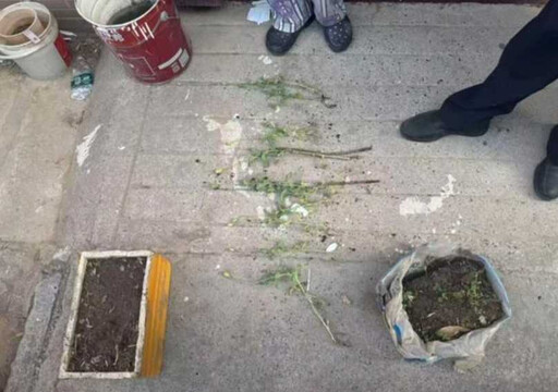 3小學生驚見社區種罌粟！當街攔車帶警掃毒 獲獎1箱「暑假作業」崩潰