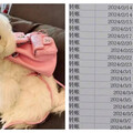 女子花270萬想買回愛犬慘遭詐騙 網紅男一人分飾三角騙光積蓄