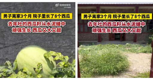 瓜的報恩！徐州男子離家3個月返家驚見滿院西瓜 隨手吐籽長滿院還很甜