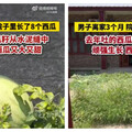 瓜的報恩！徐州男子離家3個月返家驚見滿院西瓜 隨手吐籽長滿院還很甜