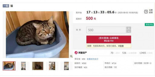 主人欠債千萬債務遭查封 狸花貓成法拍品「掀搶標熱潮」