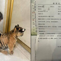 動物園「幼虎互動」出意外！7歲女童右腿遭咬 醫叮囑「打滿5劑狂犬疫苗」