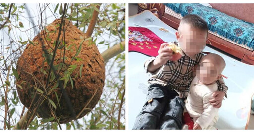 驚悚!兄妹遭蜂群奪命 「哥哥300針妹妹700針」兩歲女童哭不出聲