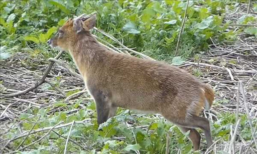 風景區驚見「頭上長角不明生物」水中游 觀光客:是龍嗎?官方回應了