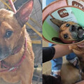 中國版忠犬小八！獨居老人過世「小狗淚守家中不走」 瘦成皮包骨